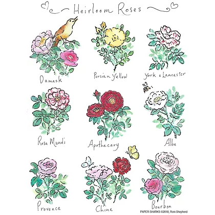 The Compleat Kitchen Original Flour Sack Kitchen Towels - Heirloom Roses