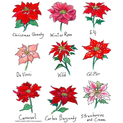 The Compleat Kitchen Original Flour Sack Kitchen Towels - Poinsettias